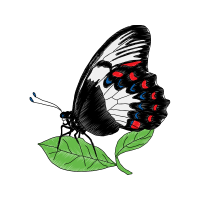 White Admiral Animals White Admiral Animals