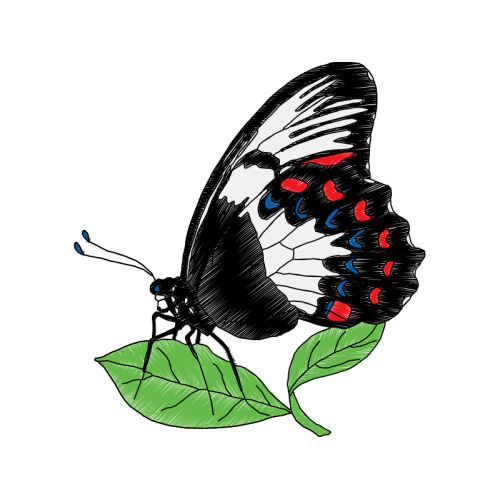 White Admiral Animals White Admiral Animals