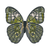 White Letter Hairstreak Animals White Letter Hairstreak Animals