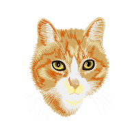 Aegean Cat Animals Aegean Cat Animals