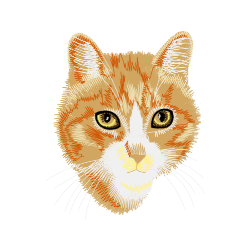 Aegean Cat Animals Aegean Cat Animals