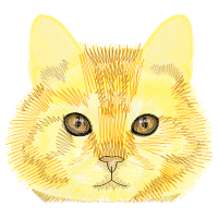 Aegean Cat Animals Aegean Cat Animals