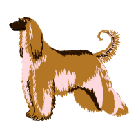 Afghan Hound Animals Afghan Hound Animals
