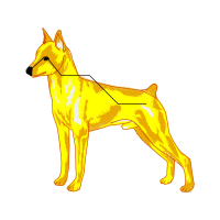 Airedale Terrier Animals Airedale Terrier Animals