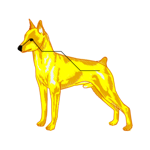 Airedale Terrier Animals Airedale Terrier Animals