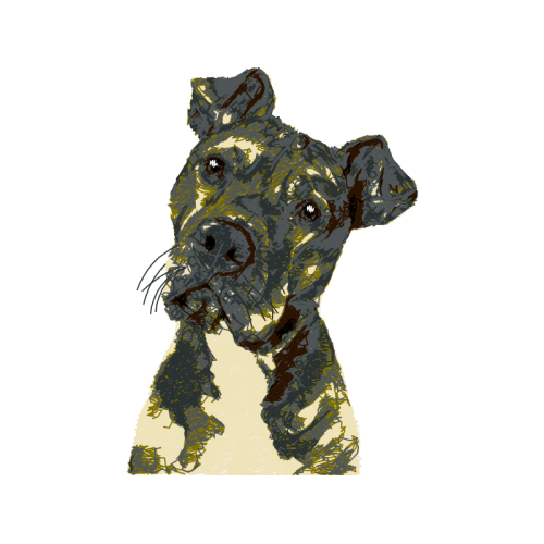 Airedale Terrier Animals Airedale Terrier Animals