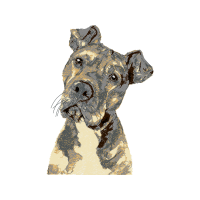 Airedale Terrier Animals Airedale Terrier Animals