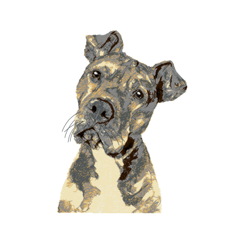 Airedale Terrier Animals Airedale Terrier Animals