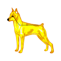 Airedale Terrier Animals Airedale Terrier Animals