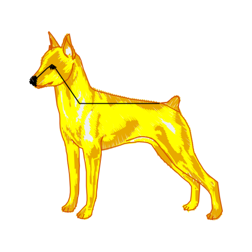 Airedale Terrier Animals Airedale Terrier Animals