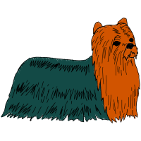 Airedale Terrier Animals Airedale Terrier Animals