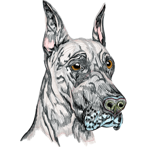 Alapaha Blue Blood Bulldog Animals Alapaha Blue Blood Bulldog Animals