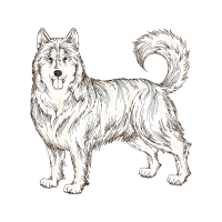 Alaskan Klee Kai Animals Alaskan Klee Kai Animals