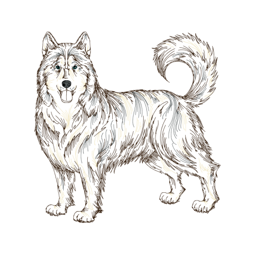 Alaskan Klee Kai Animals Alaskan Klee Kai Animals