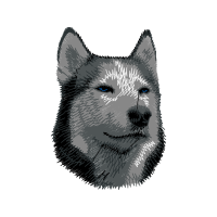 Alaskan Malamute Animals Alaskan Malamute Animals