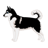 Alaskan Malamute Animals Alaskan Malamute Animals