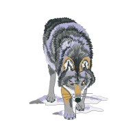 Alaskan Tundra Wolf Animals Alaskan Tundra Wolf Animals