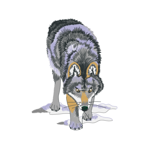 Alaskan Tundra Wolf Animals Alaskan Tundra Wolf Animals