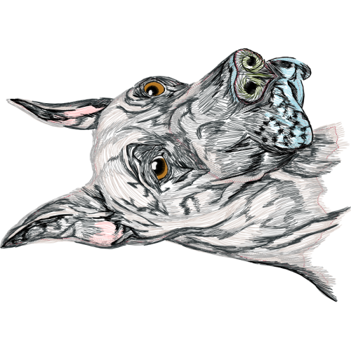 Alaunt Animals Alaunt Animals