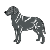 Alpine Dachsbracke Animals Alpine Dachsbracke Animals