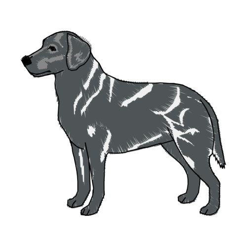 Alpine Dachsbracke Animals Alpine Dachsbracke Animals