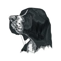 American Bulldog Animals