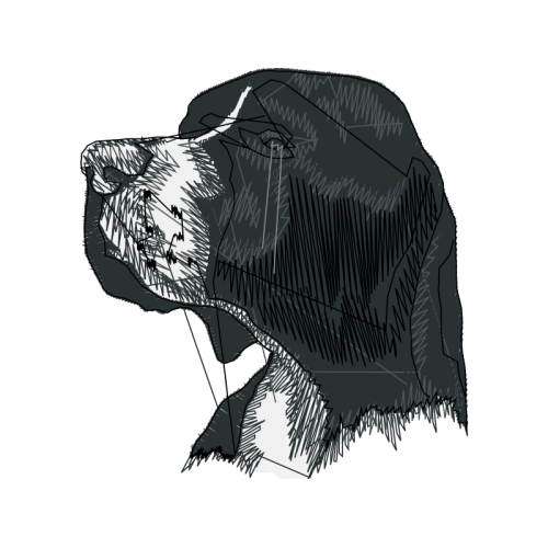 American Bulldog Animals American Bulldog Animals