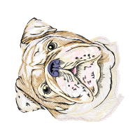 American Bulldog Animals American Bulldog Animals