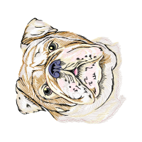 American Bulldog Animals American Bulldog Animals