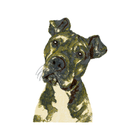 American Bulldog Animals American Bulldog Animals