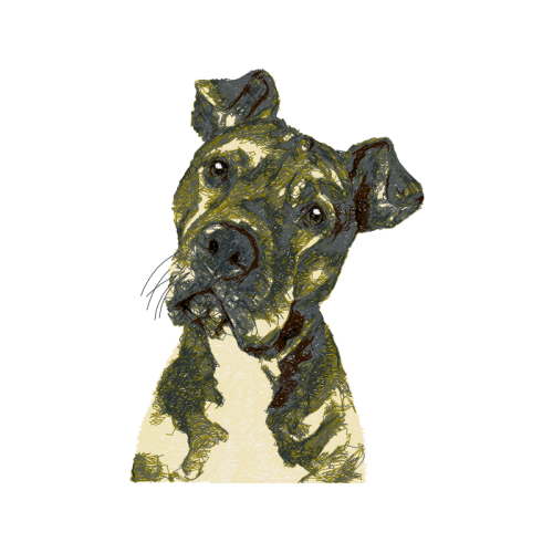 American Bulldog Animals American Bulldog Animals