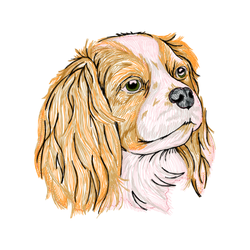 American Cocker Spaniel Animals American Cocker Spaniel Animals