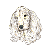 American Cocker Spaniel Animals