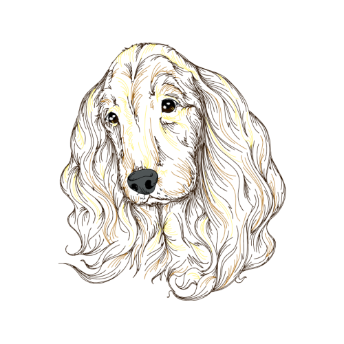 American Cocker Spaniel Animals American Cocker Spaniel Animals