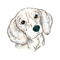 American Cocker Spaniel Animals