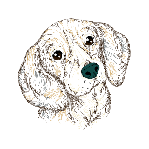 American Cocker Spaniel Animals American Cocker Spaniel Animals