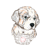 American Cocker Spaniel Animals American Cocker Spaniel Animals