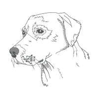 American English Coonhound Animals