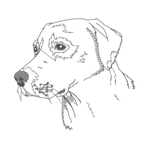 American English Coonhound Animals American English Coonhound Animals