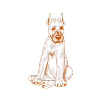 American Pit Bull Terrier Animals