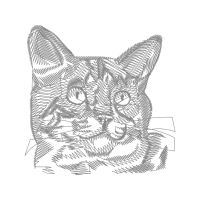 American Shorthair Animals American Shorthair Animals