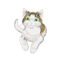 American Shorthair Animals American Shorthair Animals