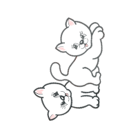 American Shorthair Animals American Shorthair Animals