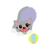 American Shorthair Animals American Shorthair Animals