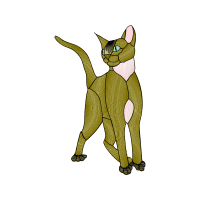 American Wirehair Animals American Wirehair Animals