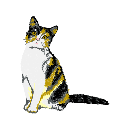 American Wirehair Animals American Wirehair Animals