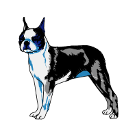 American Wirehair Animals American Wirehair Animals