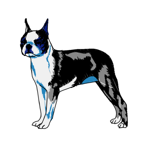 American Wirehair Animals American Wirehair Animals