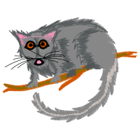 American Wirehair Animals American Wirehair Animals