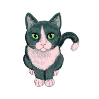 American Wirehair Animals American Wirehair Animals